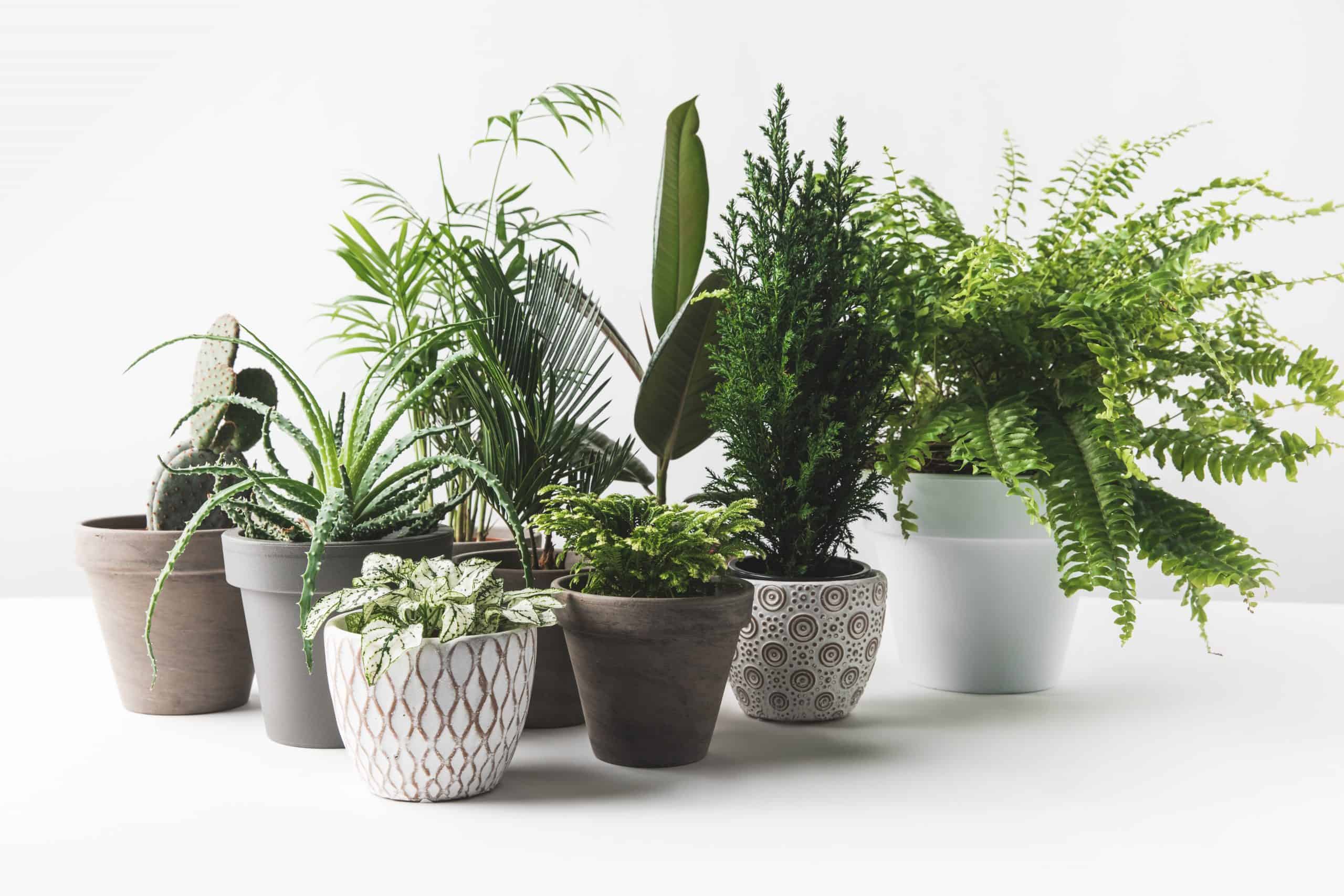 30 Best Houseplants For Beginners: Tips For New Plant Owners